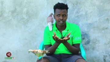 Qooleyda ayuu la hadlaa Isfahamkoodu wuxuu soo bilowday markii uu goaansaday in afkiisa ku quudiyo